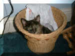 Kitten