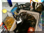 Two Kittens